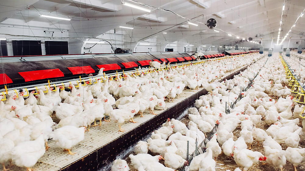 Philips CoreLine WT210C LED vattentät armatur, 39W 4000K 5000 lumen, IP68 IK10, 1315mm polykarbonathus